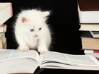 Biały, Kotek, Książki