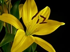 Kwiat, Żółta, Lilia