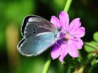 Motyl, Kwiatek, Łodyga