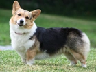 pyszczek, Welsh corgi pembroke