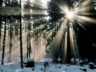 Las, Śnieg, Promienie, Słońca