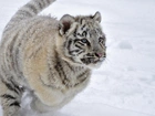 Biały, Tygrys, Śnieg