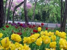 Wiosna, Park, Droga, Kwitnące, Tulipany