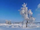 Drzewo, Śnieg, Niebo