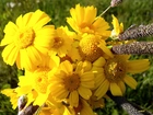 Żółte, Kwiaty, Bukiet