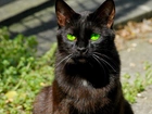 Czarny, Kot, Zielone, Oczy