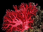 Rafa, Koralowiec