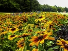 Kwiaty, Rudbekia, Łąka