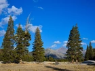 Stany Zjednoczone, Stan Kalifornia, Park Narodowy Yosemite, Góry, Drzewa