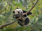 Panda, Drzewo, Las