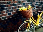 Żółte, Tulipany, Koszyk, Rower, Mur
