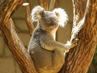 Koala, Drzewo