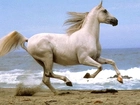 Koń, biały, morze, plaża