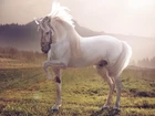 Biały Koń, Łąka, Mgła, Świt