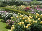 Ogród, Różany