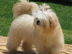 Lhasa Apso