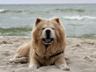 Chow Chow, Plaża, Morze