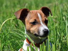 Jack Russel Terrier, Trawa