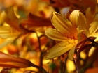Liliowiec, Żółty
