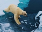 Niedźwiedź, Polarny, Kra, Lód