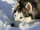 Siberian Husky, Śnieg