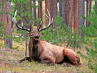 Las, Jeleń, Park, Narodowy, Yellowstone