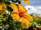 Żółty, Hibiskus