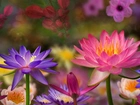 Kolorowe, Kwiaty, Lilia wodna