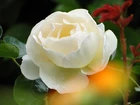 Biała, Róża, Blask