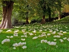 Krokusy, Łąka, Park, Anglia