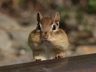 Wiewiórka, Chipmunk