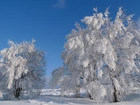 Drzewa, Szadź, Śnieg