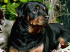 Czarny, Rottweiler