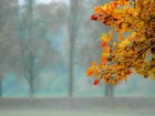 Park, Gałąź, Drzewa, Liście