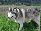 Siberian Husky, Trawa