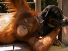 Orangutan, Pies, Przyjaciele