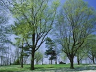 Park, Drzewa, Domek