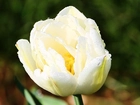 Biały, Tulipan, Krople, Rosy