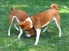 dwa, Basenji, trawa