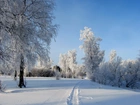 Zima, Ścieżka, Oszronione, Drzewa
