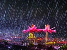 Różowe, Kwiaty, Deszcz