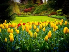 Tulipany, Park Queen Elizabeth, Vancouver, Kanada