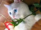 Biały, Kotek, Niebieskie, Oczy, Róża