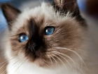 Kot, Syjamski, Niebieskie, Oczy