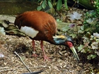 Ibis, Madagaskarski, Roślinność