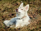 Siberian Husky, Obroża, Trawa