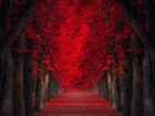 Jesien, Drzewa, Droga, Tunel, Park