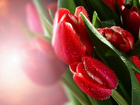 Czerwone, Tulipany, Krople, Rosy