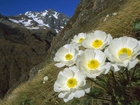 Góry, Kwiaty, Nowa Zelandia, Park Narodoey