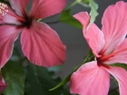 Hibiskusy, Różowe, Kwiaty